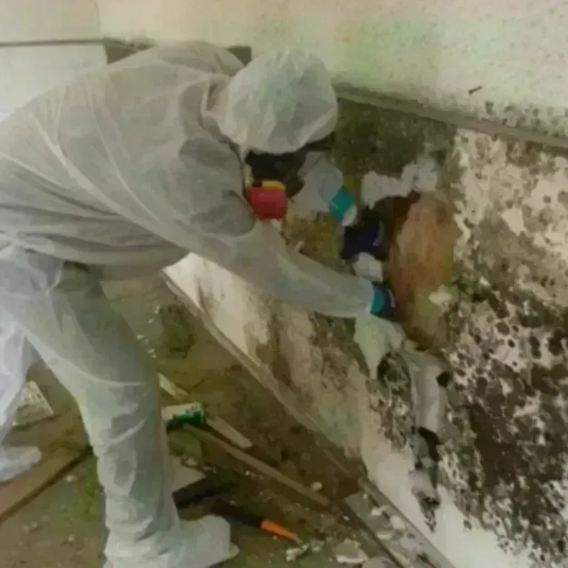 Mold Remediation and Removal in Rossmoor, MD